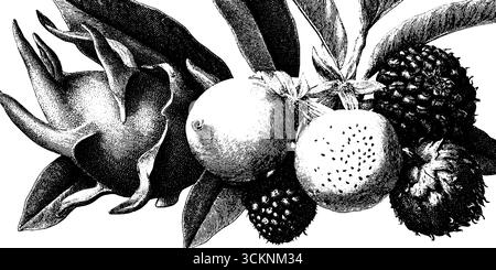Frutta esotica e tema del drago mitico, opere d'arte in bianco e nero incise. Illustrazione Vettoriale