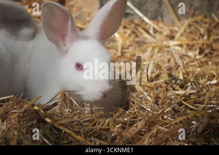 Coniglio bianco che esplora la lettiera di paglia in un fienile soleggiato Foto Stock