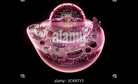 Cellula animale, illustrazione Foto Stock