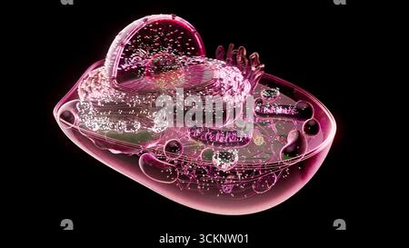 Cellula animale, illustrazione Foto Stock