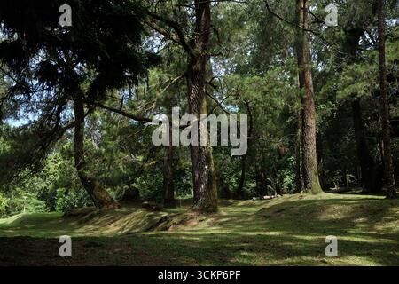 Foresta illuminata dal sole con alberi torreggianti e terreno erboso Foto Stock