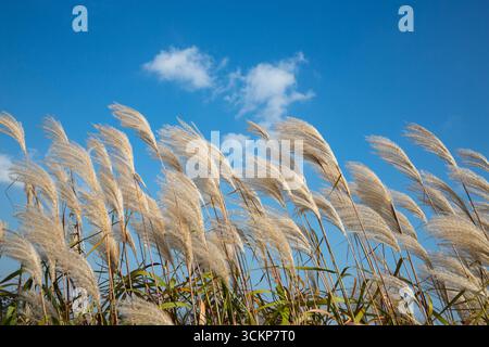 Canne bianche che ballano verso il cielo blu nella brezza autunnale Foto Stock