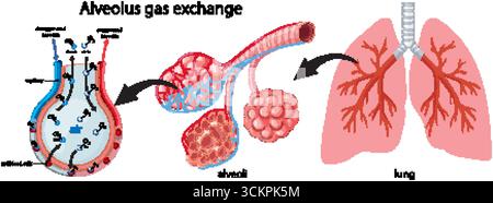Diagramma vettoriale che mostra lo scambio di gas alveolo, la struttura degli alveoli e l'anatomia polmonare con percorsi etichettati Illustrazione Vettoriale