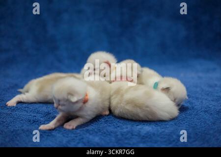 Gattini ragdoll neonato di 1 settimana che dormono con gli occhi chiusi sulla coperta, gatto domestico Foto Stock