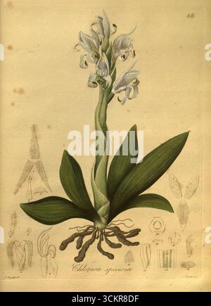 Nova genera AC species plantarum, quas in regno Chilensi Peruviano et in terra Amazonica (PL. 046) (8619531090). Foto Stock