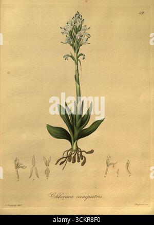 Nova genera AC species plantarum, quas in regno Chilensi Peruviano et in terra Amazonica (PL. 049) (8618427137). Foto Stock