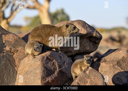 Klippschliefers (Procavia capensis), dormienti del deserto o Klippdachs nella foresta di alberi di farro vicino a Keetmanshoop, regione di Karas, Namibia Foto Stock