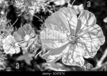 Primo piano artistico in bianco e nero di un fiore del Cosmos bipinnatus con petali delicati e ombre naturali. Macro fotografia floreale fine art Highlighti Foto Stock