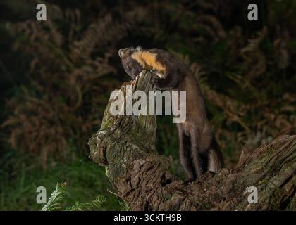 Pine Marten (Martes martes), sul vecchio ceppo di alberi, Morvern, costa occidentale della Scozia. Foto Stock