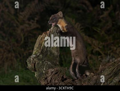 Pine Marten (Martes martes), sul vecchio ceppo di alberi, Morvern, costa occidentale della Scozia. Foto Stock