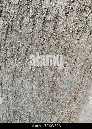 Questa è una vista ravvicinata dettagliata della corteccia di un tronco di albero Foto Stock
