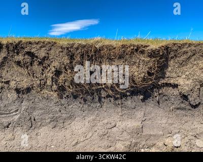 Strati estesi di terreno e radice sul bordo del pascolo Foto Stock