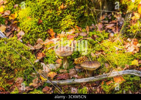 Vista ravvicinata di due funghi bolete di betulla che crescono nel muschio della foresta con foglie e ramoscelli autunnali secchi. Svezia. Foto Stock