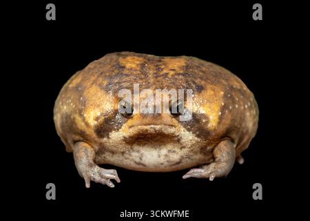 Una simpatica rana da pioggia Bushveld (Breviceps adspersus), nota anche come rana da pioggia comune. Primo piano sulla postura difensiva. Su sfondo nero Foto Stock