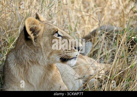 Primo piano di un giovane leone africano che riposa nella savana, in Botswana Foto Stock