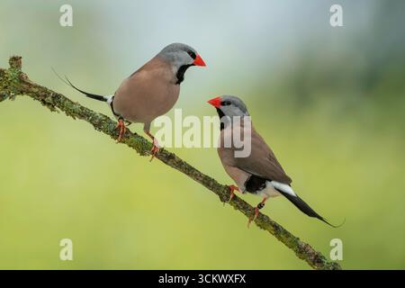 Finch a coda lunga, Poephila acuticauda - Finch a coda lunga Foto Stock