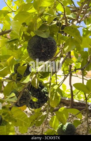 Primo piano di arance amare increspate appese su rami con foglie verdi Foto Stock