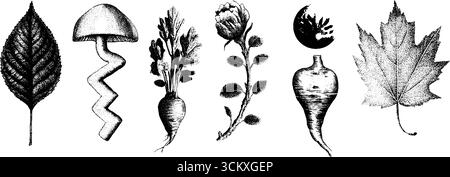 Collezione di illustrazioni botaniche vintage di foglie, radici e piante per il design e la decorazione. Illustrazione Vettoriale