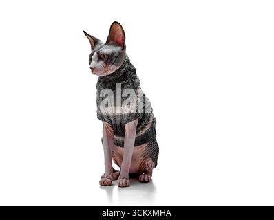 Un gatto canadese Sphynx si siede tranquillamente indossando un maglione a maglia, isolato su sfondo bianco. Il ritratto in studio evidenzia l'eleganza della razza, uniqu Foto Stock