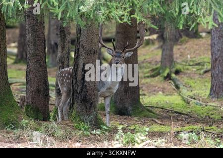 Damwild zur Brunftzeit Damwild im Herbst Damwild zur Brunftzeit **** daino a riposo nel capriolo a riposo in caduta cervo a riposo nel capriolo Foto Stock