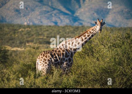 Corpo superiore della giraffa circondato da alberi di acacia Foto Stock