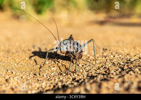 Vista ravvicinata di un cricket Brown Armoured Corncricket Foto Stock