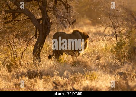 Leone che cammina tra i cespugli del parco nazionale di Etosha all'alba Foto Stock