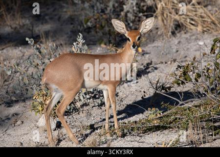 Ritratto di uno steenbock female in Namibia Foto Stock