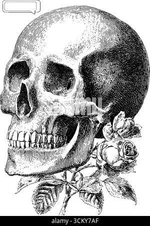 Teschio vintage con incisione di rose e un elemento centrale per un design gotico. Illustrazione Vettoriale
