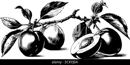 Illustrazione d'annata disegnata a mano di prugne intere e tagliate a metà con foglie. Illustrazione Vettoriale