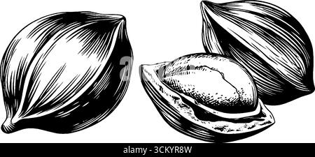 Bozzetto vintage di cardamomo e semi per un design culinario e botanico. Illustrazione Vettoriale