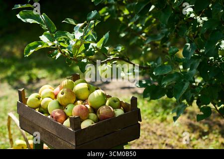 Cassa di legno ripiena di mele appena raccolte sedute all'aperto sotto il ramo del melo, che mostra la raccolta di frutta matura in un frutteto naturale con fogliame verde sullo sfondo Foto Stock