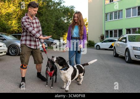 Padre e figlia stanno insieme in una zona residenziale, impegnando due cani al guinzaglio in un allenamento di base per l'obbedienza durante una passeggiata estiva serale. Foto Stock
