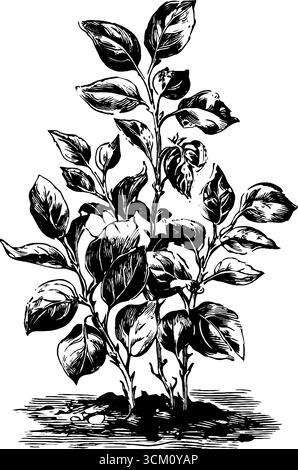 Illustrazione botanica vintage disegnata a mano di piante germoglianti. Illustrazione Vettoriale