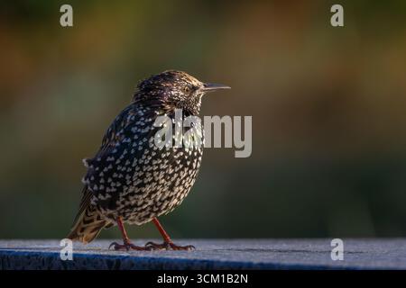 Uccello starling comune - piccolo uccello e piumaggio macchiato il comune scientifico Starling chiamato Sturnus Vulgaris. Foto Stock