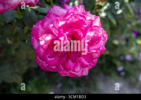 Foto macro dettagliata di una rosa rosa brillante con petali a strati, catturata alla luce naturale in giardino Foto Stock