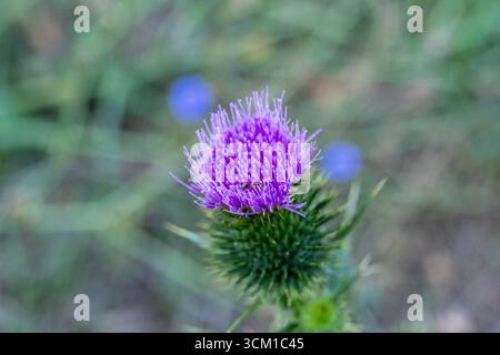 Foto macro dettagliata di un fiore di cardo viola con gambo verde appuntito su sfondo sfocato Foto Stock