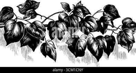Eleganti viti di edera e steli da arrampicata - arte botanica retrò per il design. Illustrazione Vettoriale