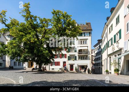 Vista panoramica di piazza San Peterhofstatt con un grande albero al centro, circondato da edifici storici nella città vecchia di Zurigo, in Svizzera Foto Stock