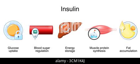 Funzione insulinica. IN. Accumulo di grasso, sintesi proteica ribosomica, immagazzinamento di energia nel fegato, regolazione dello zucchero nel sangue, assorbimento di glucosio. Produzione ormonale Illustrazione Vettoriale