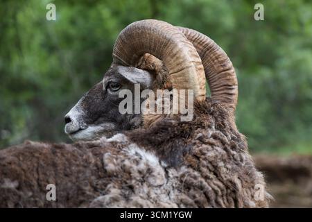 Un martinetto con corna arricciate si trova di profilo. Il pile spesso e il verde di fondo mettono in risalto l'animale. Foto Stock