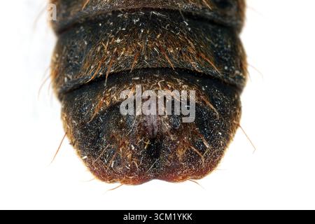 Specie di mosca soldato nero, Hermetia illucens. Instar larvale, prepupa. Primo piano dell'addome. Foto Stock