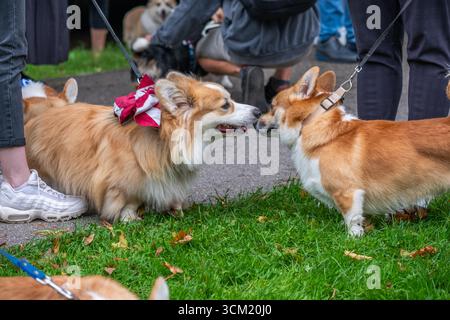 Due adorabili Corgis gallesi si divertono in un parco vivace, circondato da erba lussureggiante e da un ambiente allegro, che mette in risalto il loro cordiale e. Foto Stock