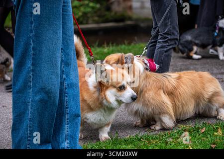 Due adorabili Corgis gallesi interagiscono giocosamente in un parco vivace, con erba lussureggiante e gente nelle vicinanze, catturando la loro natura amichevole e gioiosa Foto Stock