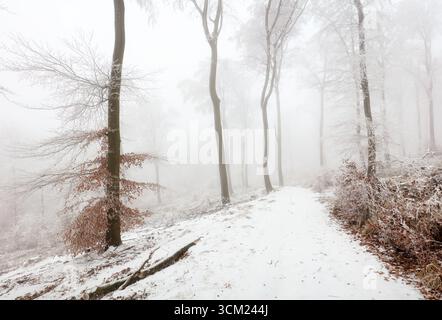 strada invernale innevata, paesaggio fantastico della foresta Foto Stock