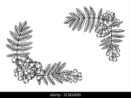 Cornice orizzontale di bacche di rowan monocromatiche con foglie con spazio di copia per il testo. Disegno lineare disegnato a mano con un vettore di bacche di cenere di montagna. Illustrazione Vettoriale