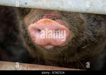 Primo piano del naso di un maiale di Baumberger Landschweine, nidificazione incrociata di razze da Bentheim Black Pied, noto anche come Buntes Bentheimer Schwein, una rara b Foto Stock
