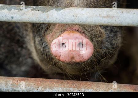Primo piano del naso di un maiale di Baumberger Landschweine, nidificazione incrociata di razze da Bentheim Black Pied, noto anche come Buntes Bentheimer Schwein, una rara b Foto Stock