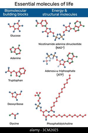 Molecole essenziali della vita. Glicina, adenina, triptofano, deossiribosio, glucosio, fosfatidilcolina, adenosina trifosfato, nicotinammide adenina din Illustrazione Vettoriale