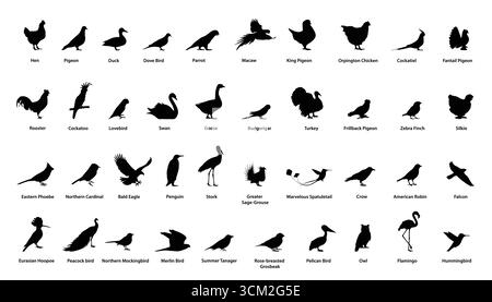 Set vettoriale di razze e specie di uccelli Illustrazione Vettoriale